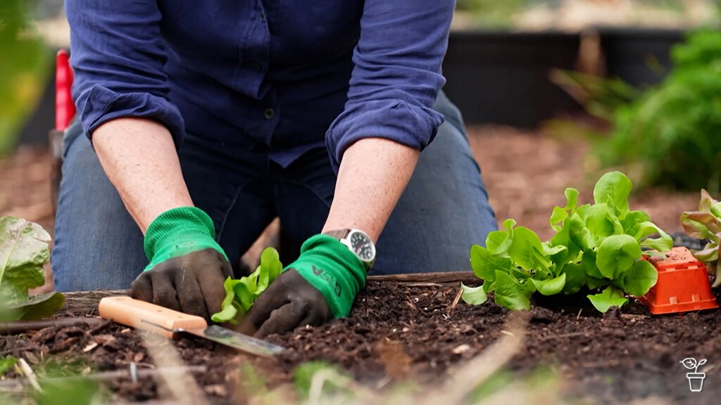 Millie planting seedling lettuce in a vegie garden.