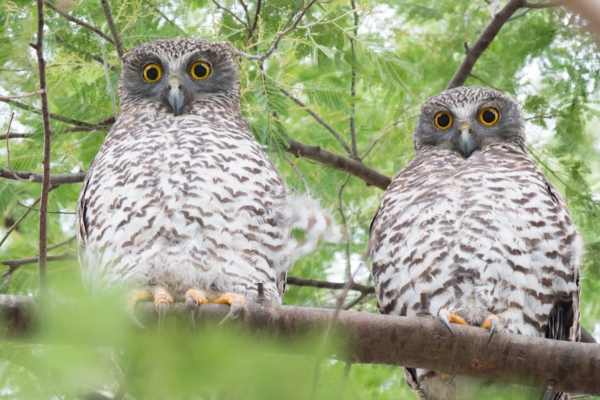 An adult pair of urban powerful owls