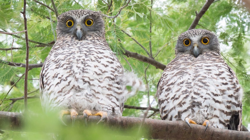 A pair of adult powerful owls are sitting in a tree during the day, looking at the camera with their huge yellow eyes