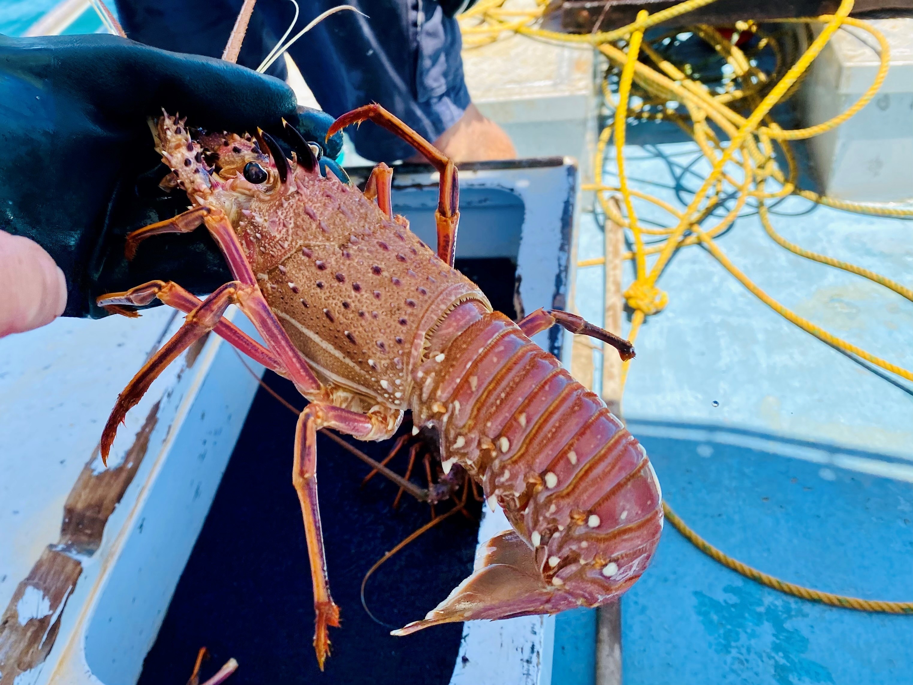 A lobster being held about to be measured