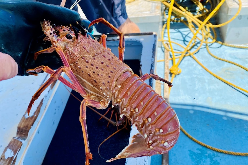 A lobster being held over the side of a fishing boat.