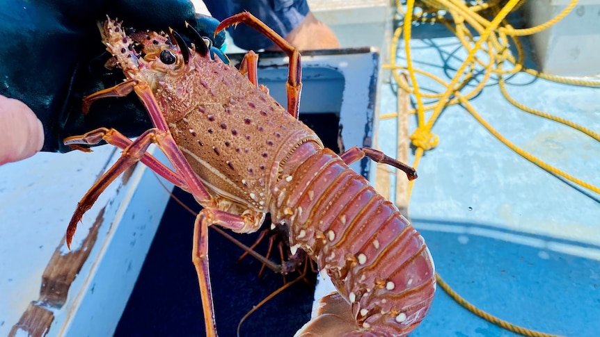 Une étude sur les tests sismiques utilisés dans les industries pétrolières, gazières et énergétiques offshore révèle que les homards sont « commotionnés »