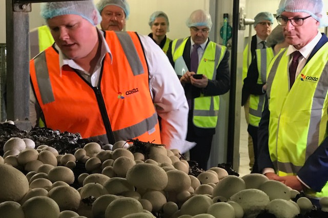 SA Premier Jay Weatherill during a tour of a mushroom farm.