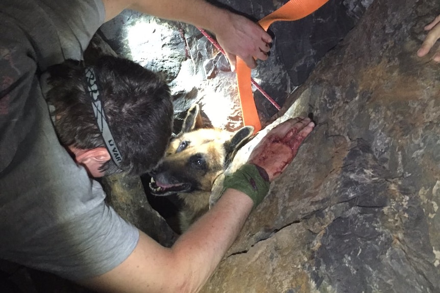 Rescuers help a dog trapped in rocks.
