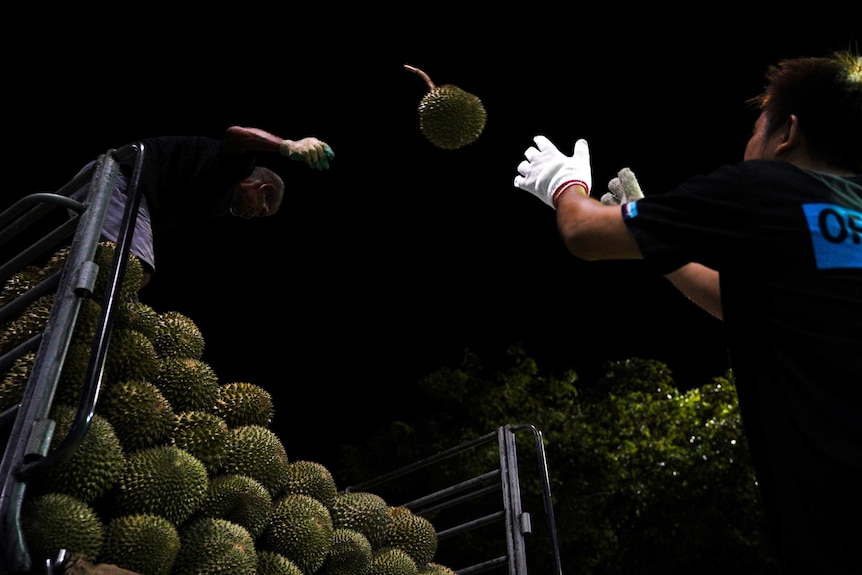 Workers load durians