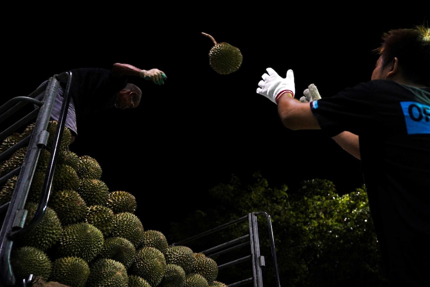 Perkebunan kelapa sawit telah berubah lahan untuk kemudian ditanami pohon durian.