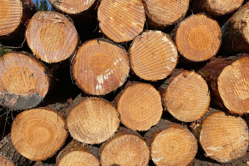 Softwood pine logs sit in a pile
