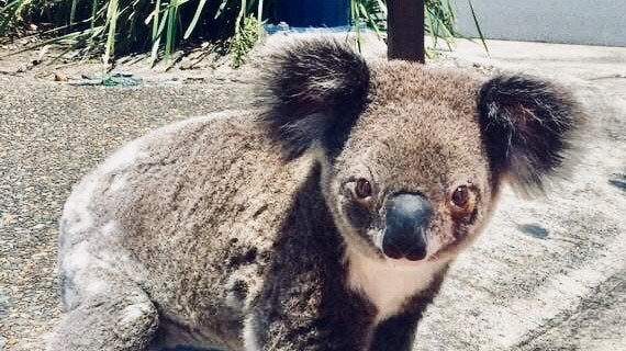 A koala seen on a footpath at East Coomera.