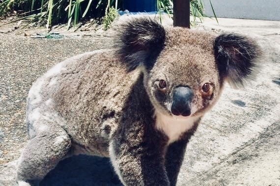 A koala with big ears on a footpath at East Coomera in south-east Queensland