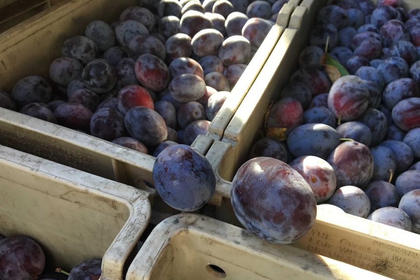 A small purple plum next to a large purple plum at an orchard.