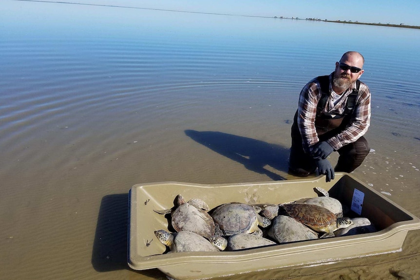 A man stands with a tub of eight rescued sea turtles.