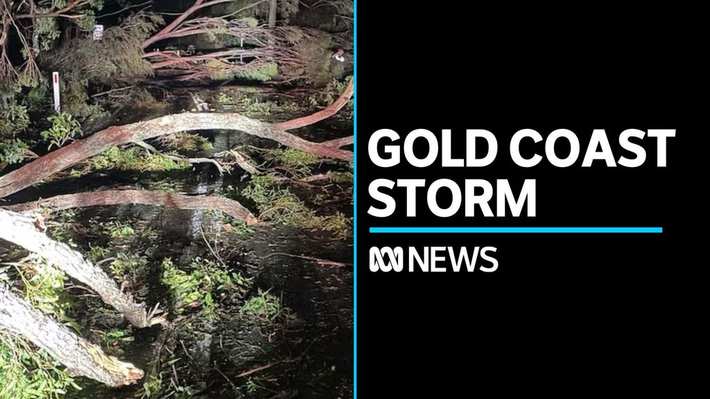 Woman killed by a falling tree on the Gold Coast - ABC News