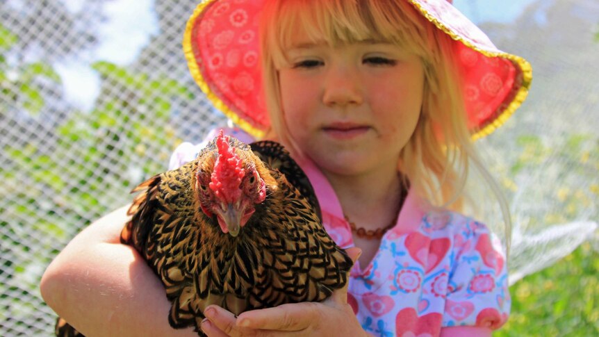 Young girl holding a chicken