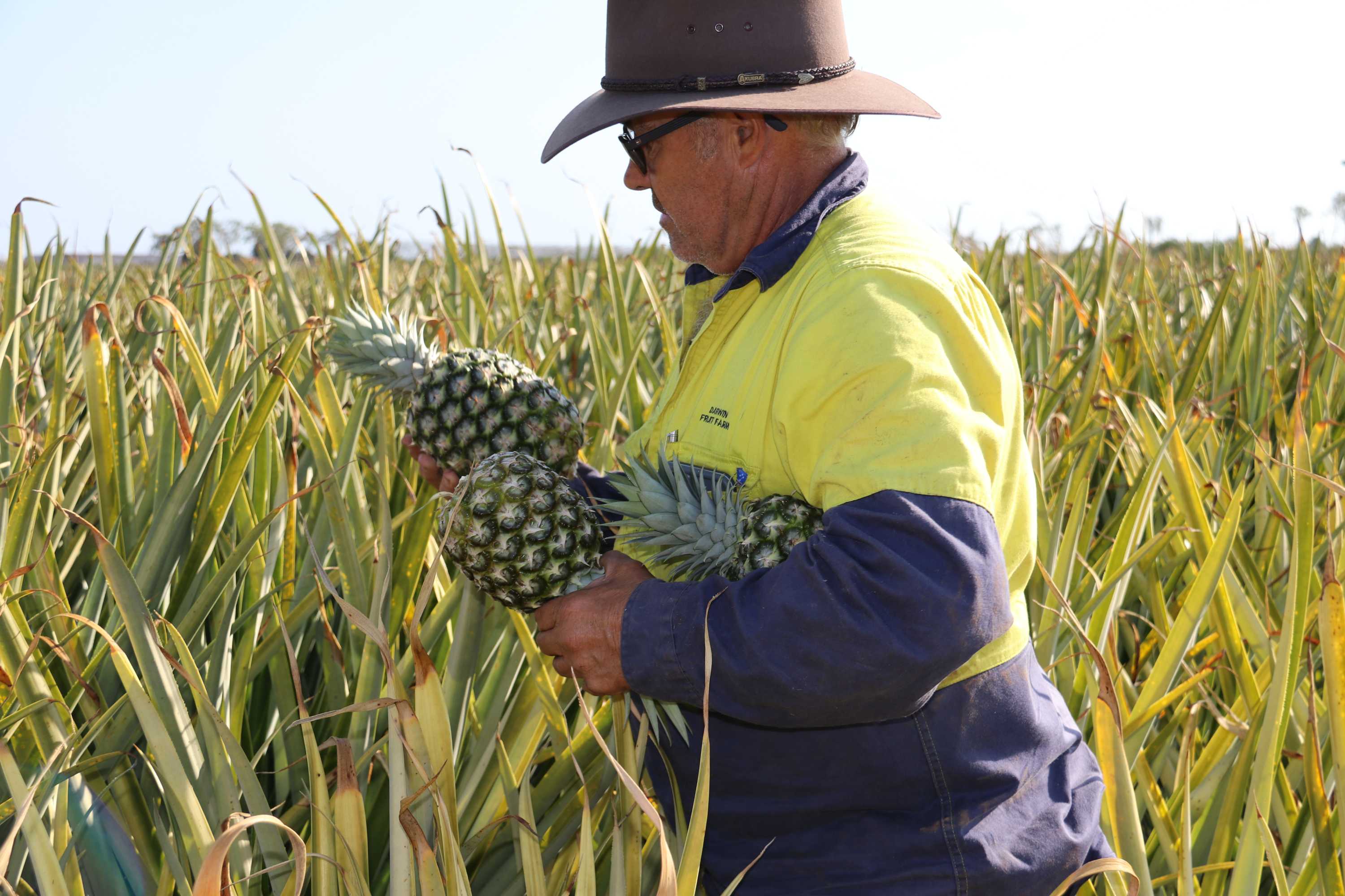 Australia's largest pineapple producer expands its Top End farm with