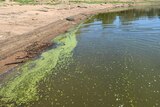Surface scum in the Murray River from the blue green algae outbreak in April 2016.