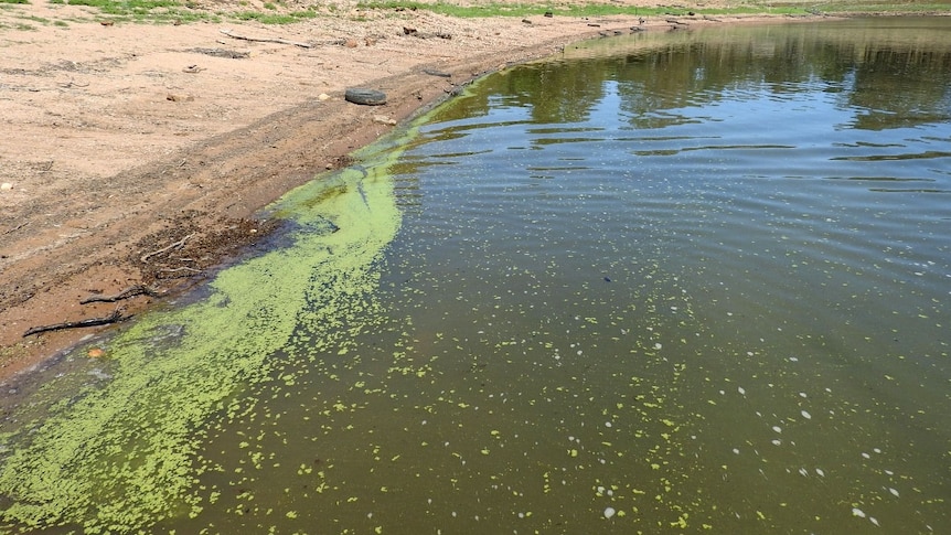 Surface scum in the Murray River from the blue green algae outbreak in April 2016.