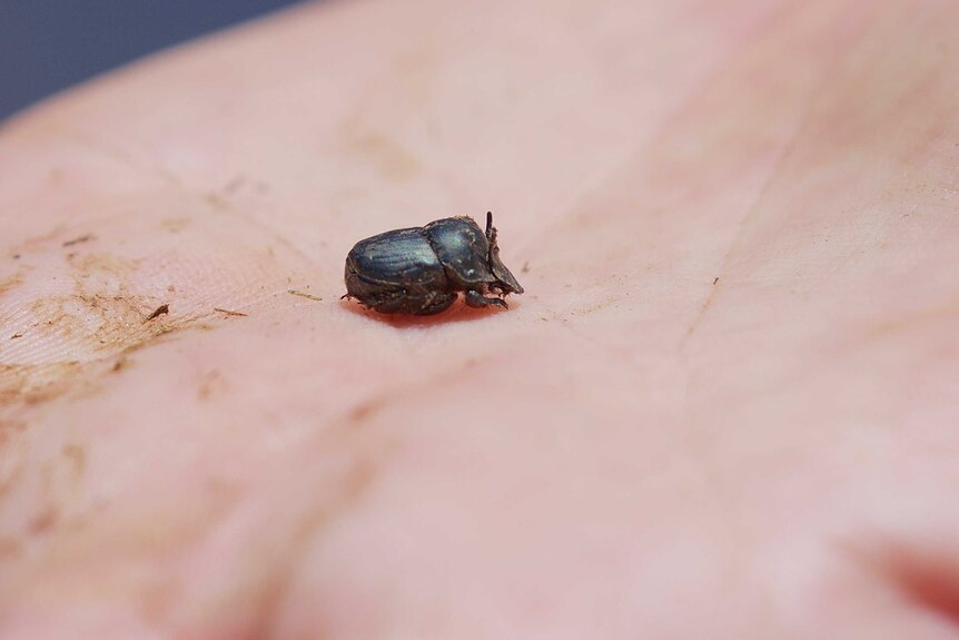 A native dung beetle, Onthophagus australis