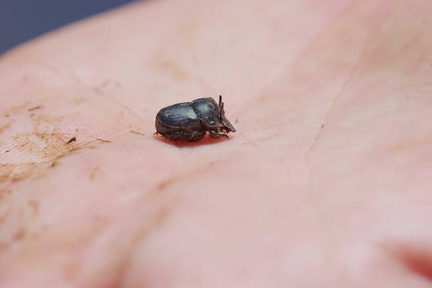 A native dung beetle, Onthophagus australis