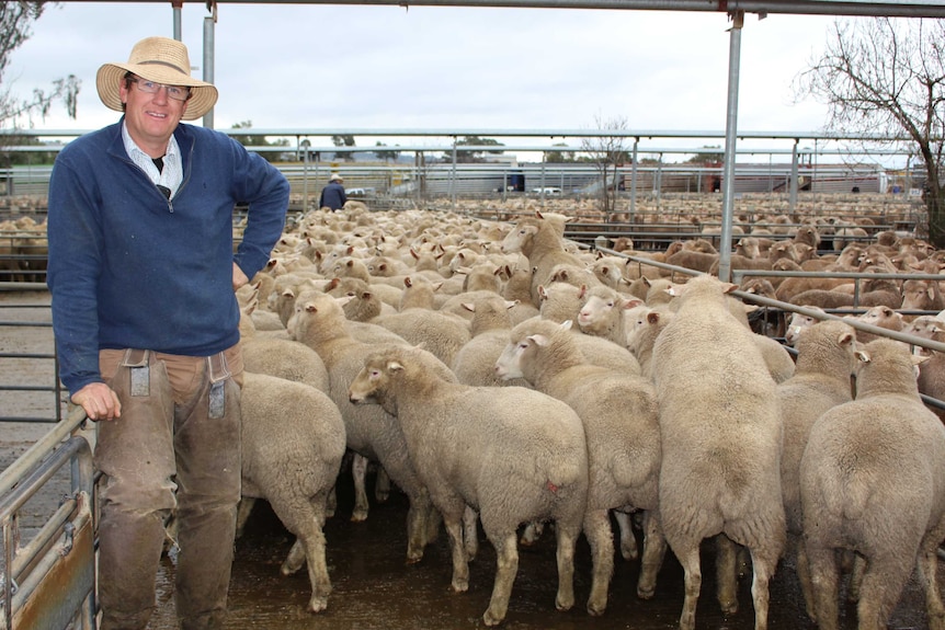Livestock agent Isaac Hill with lambs that sold for $267.20 a head.