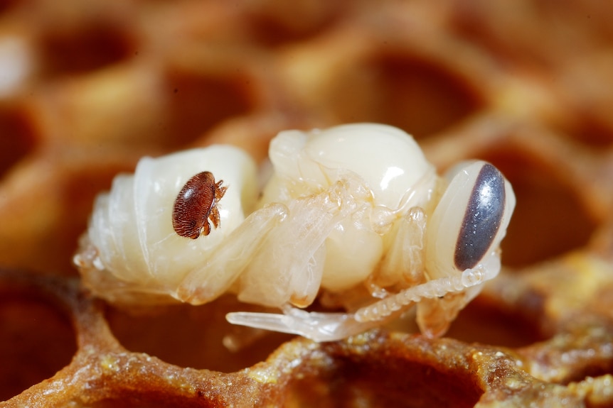 A varroa mite on its host, a bee pupa.