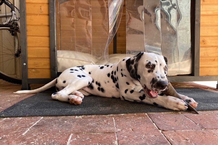 A black and white dog laying down chewing on a stick.