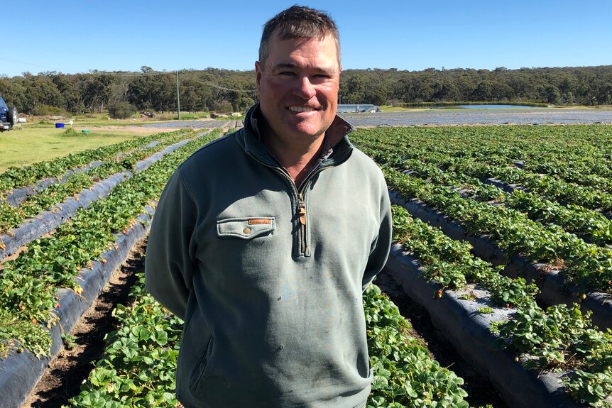 Farmer Richard Ross stands in a field of strawberries.
