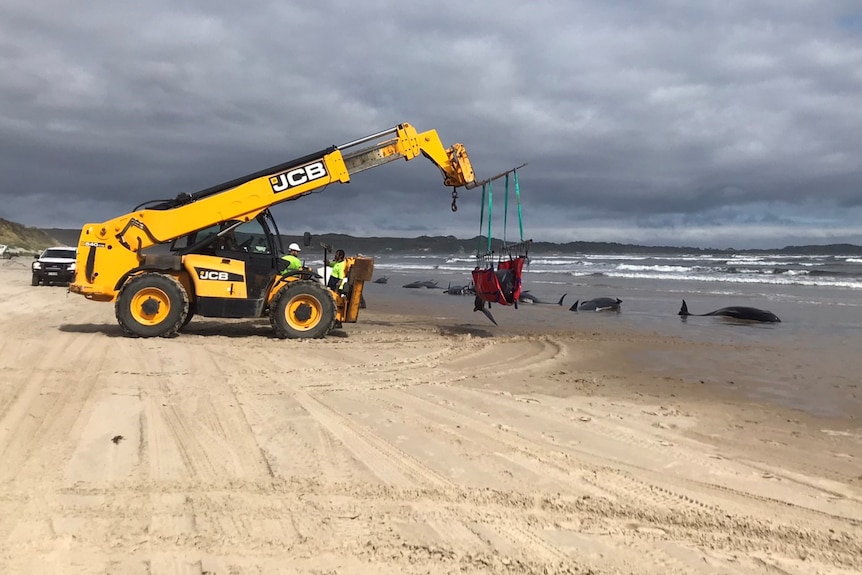 Rescue crews use a crane machine to load whales at a beach.