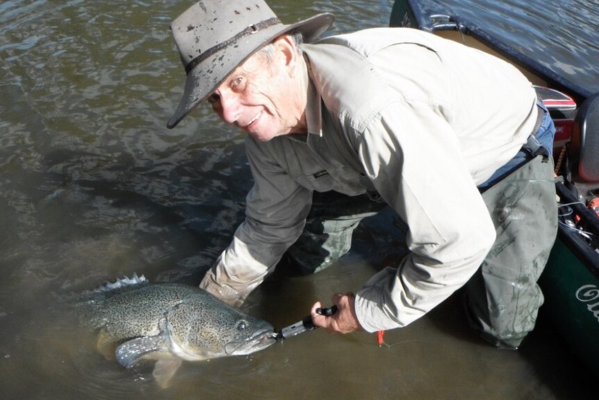 Murray cod research