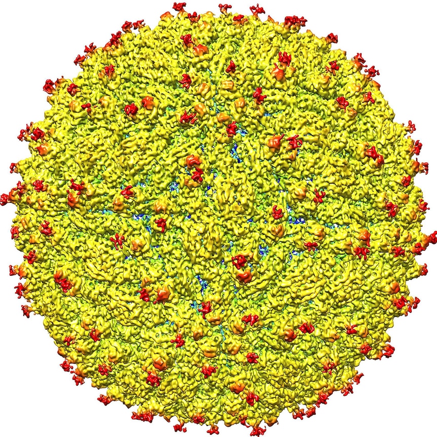 3D Zika virus