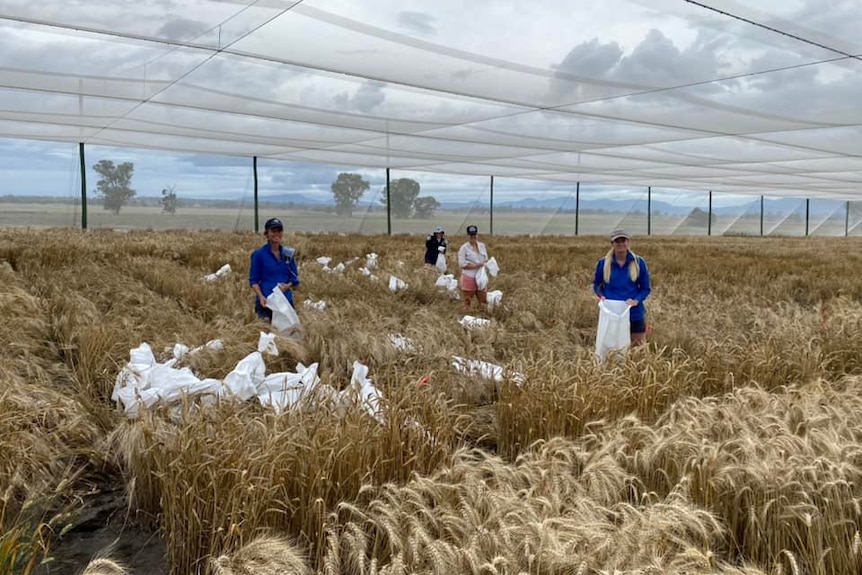 women standing in a wheat crop field with bags