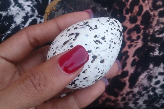 A woman with painted nails holds a speckled tern egg.