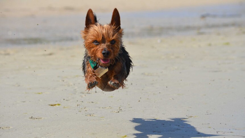 Terrier leaps above the sand