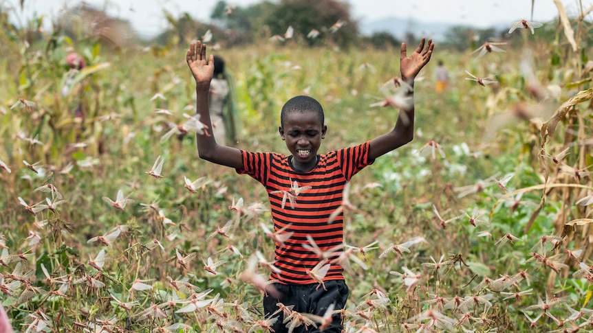 Farmer's son swats locusts