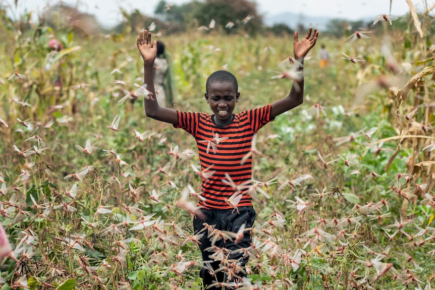 A boy raises his arms as he is surrounded by desert locusts while trying to chase them away from crops.