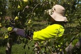 Photo of a man picking fruit.