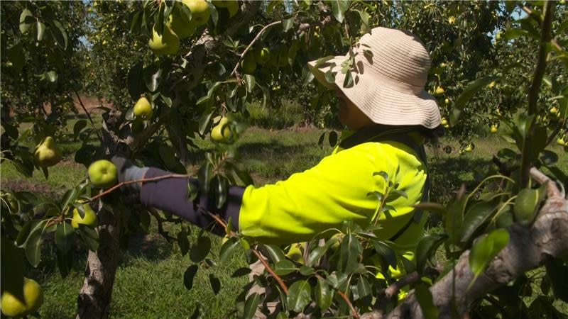 Photo of a man picking fruit.