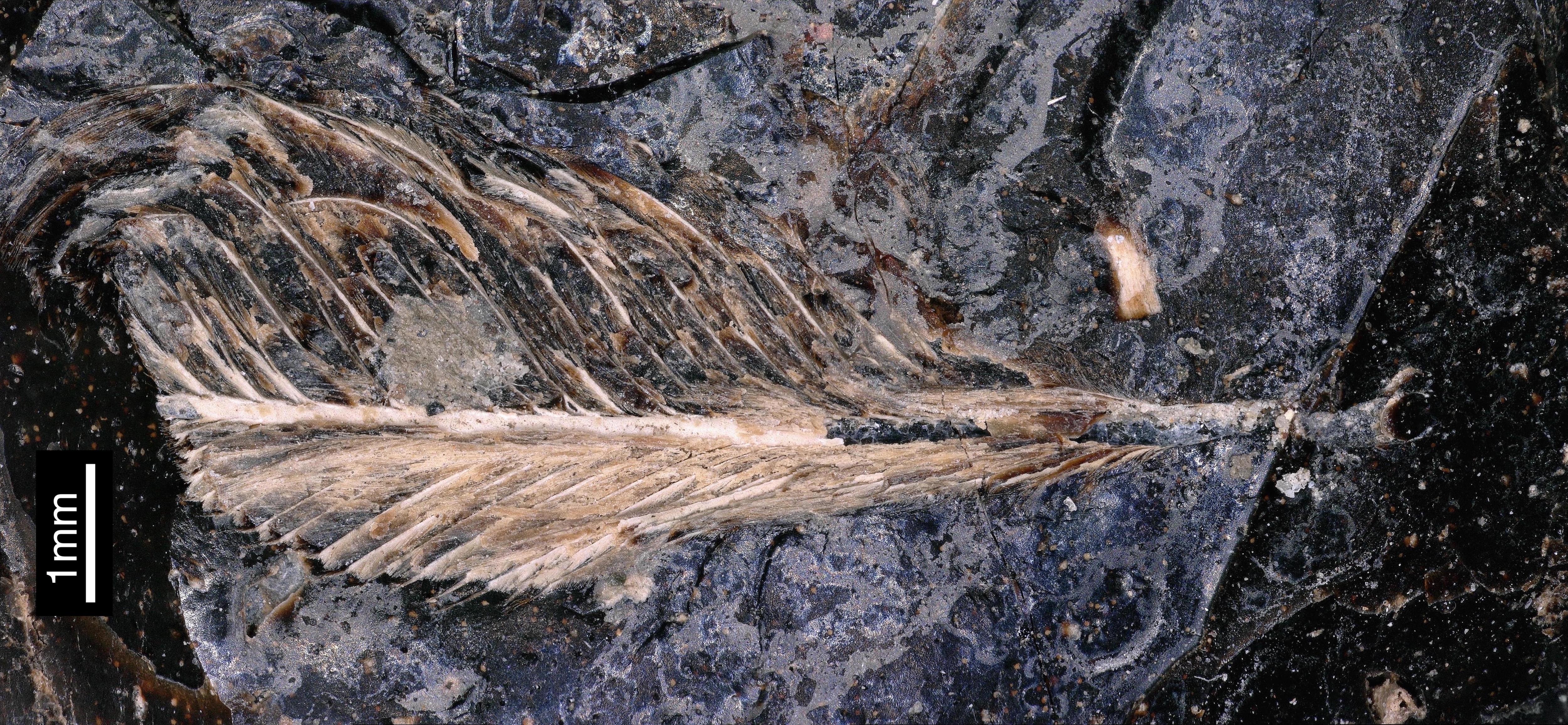 Feather discovered in fossilised dinosaur poo is first of its kind