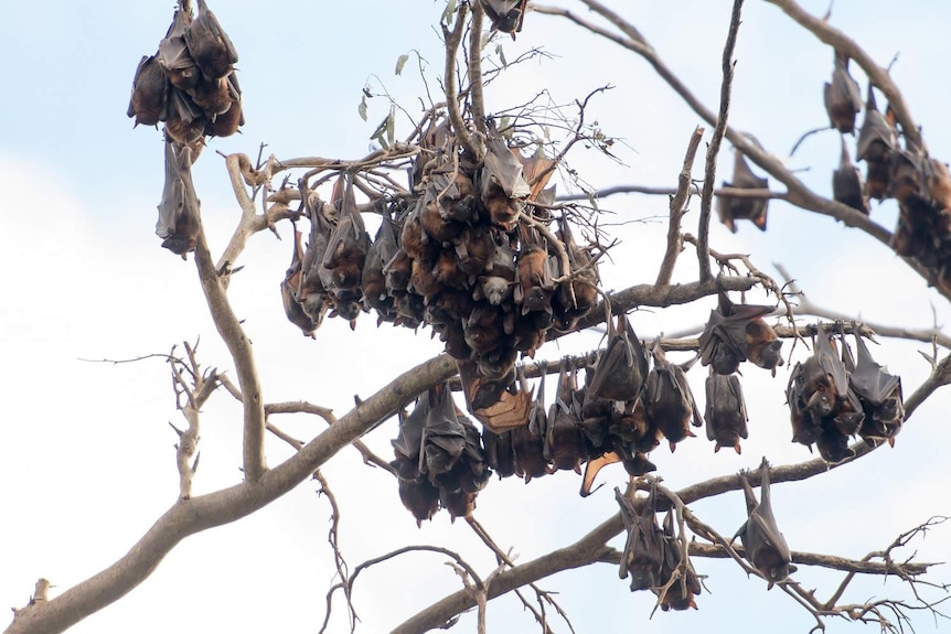Lots of flying foxes roosting in a tree.