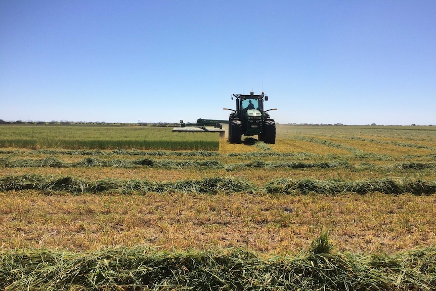 A header drives through a frield, cutting a damaged crop for hay.