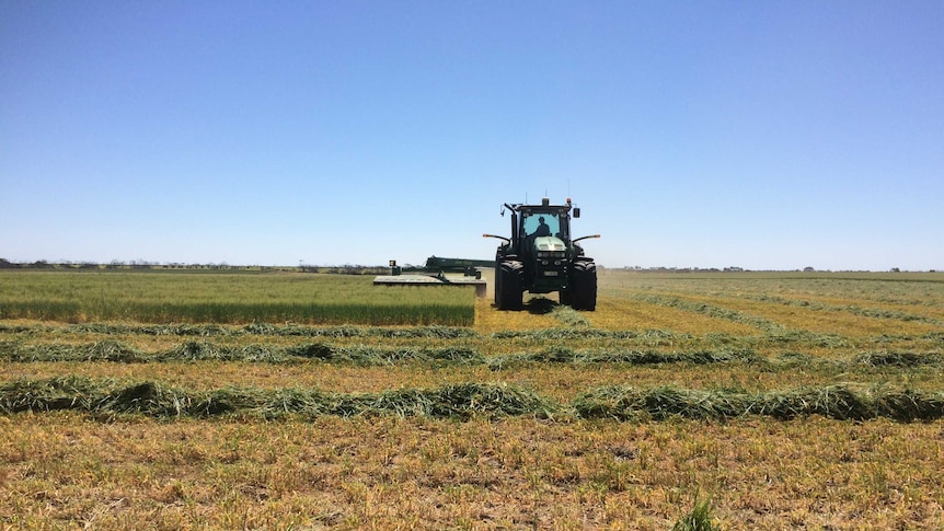 A hay cutter cuts a crop