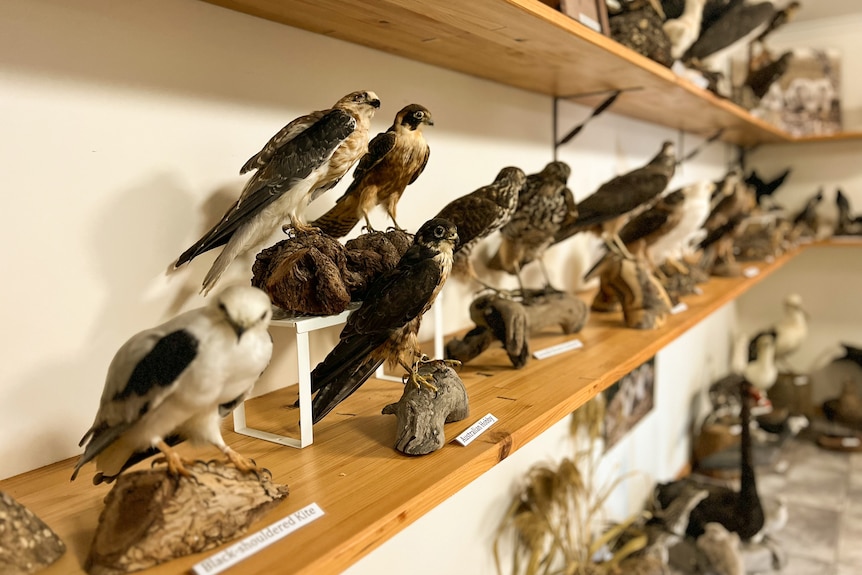taxidermied birds of prey on a shelf