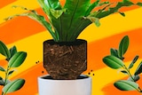 An illustration of an indoor rainforest fern rising out of its pot to depict how to maintain indoor plants.