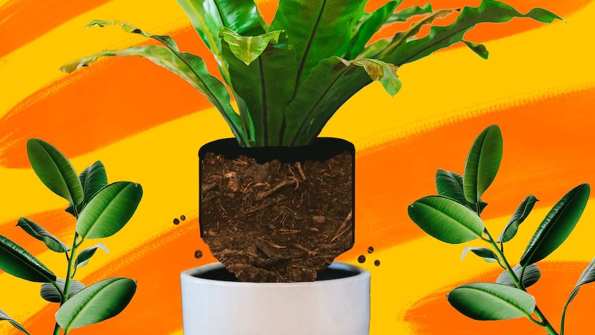 An illustration of an indoor rainforest fern rising out of its pot to depict how to maintain indoor plants.
