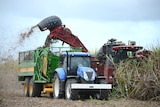 A cane harvester and tractor harvesting sugar cane