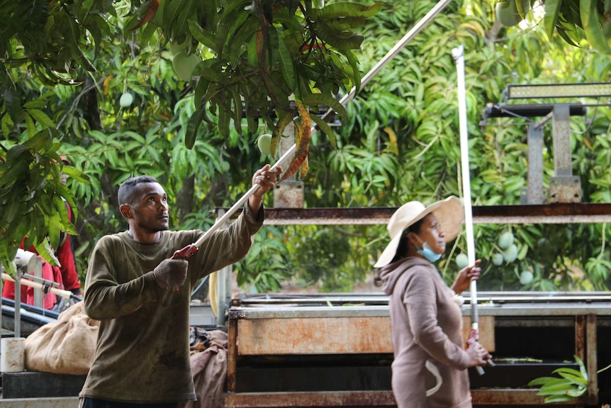 Timorese workers pick mangoes at Tou's Garden mango farm.