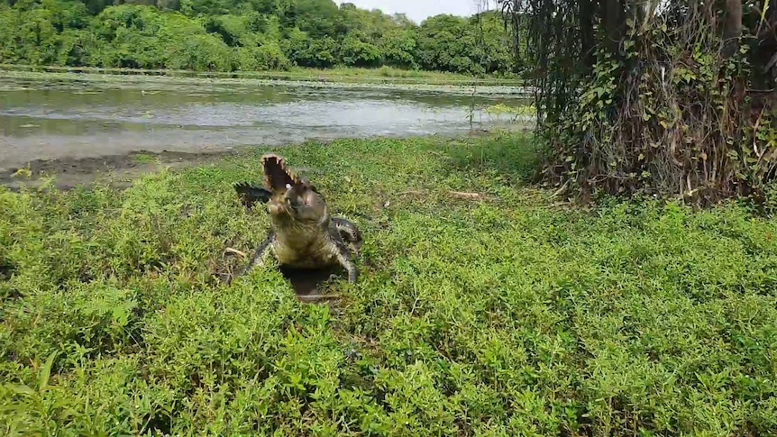 A croc has a feed on a barra