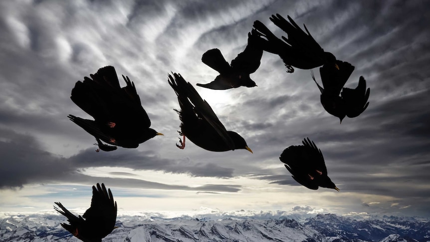 Black birds in sky above mountains