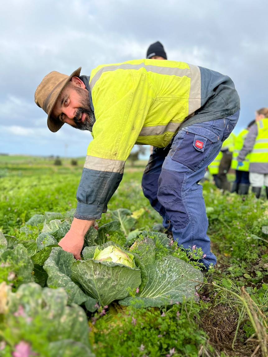 Man in high vis clothing bends over amidst cabbage patch