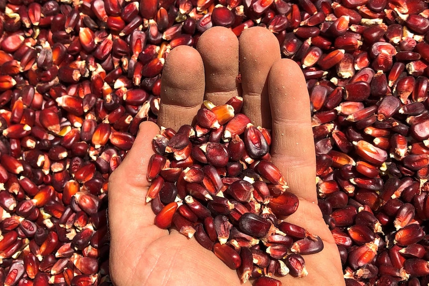 A close up of hand scooping up red corn kernels