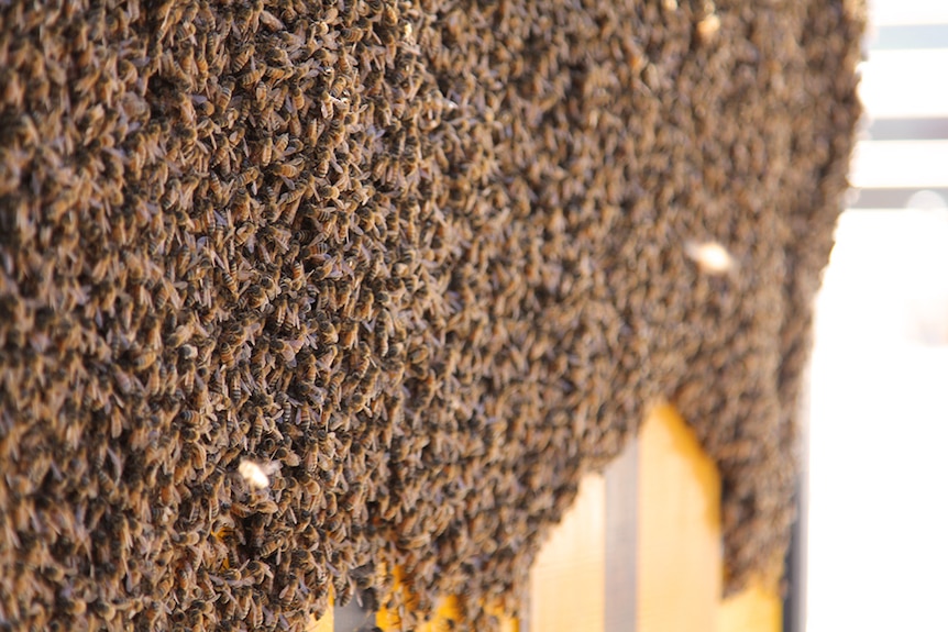 Thousands of bees swarm on a sign
